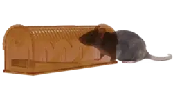 Skånsom rottefælde