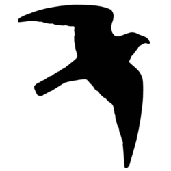 Rovfugl klistermærker