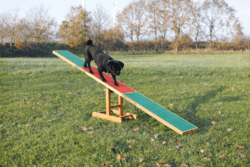 Trixie Agility Vippe