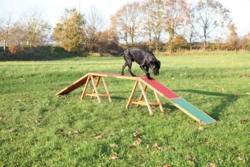 Dog Activity Agility Bro
