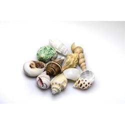 Sneglehuse til akvarie