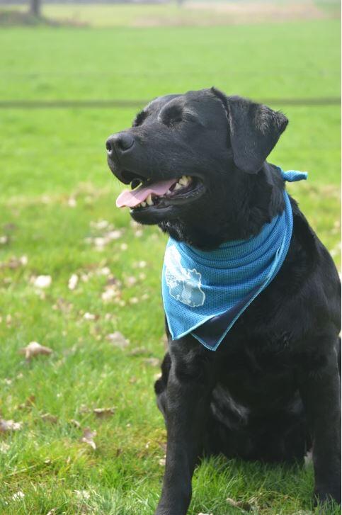 Coolpets kølende bandana