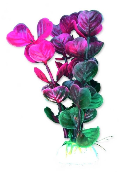 Lille plante med flotte blomster