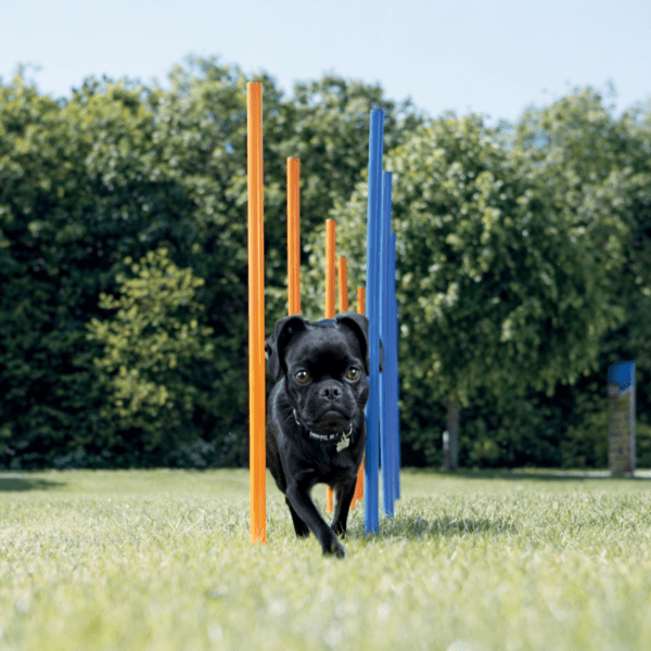 Trixie Agility Slalom