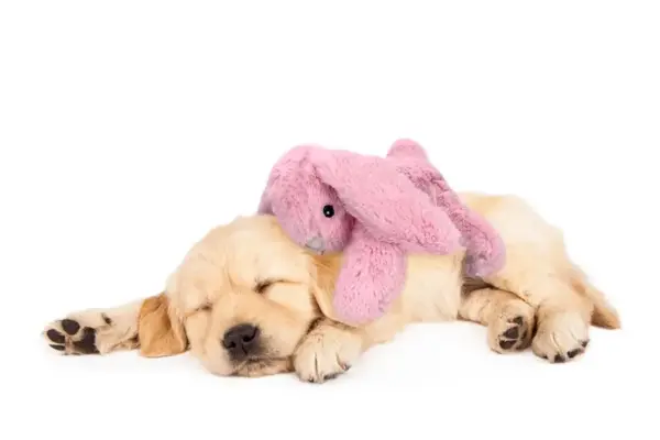 Cozy Dog Bunny