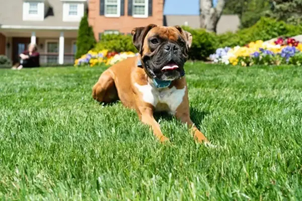 PetSafe® Spray Trainer