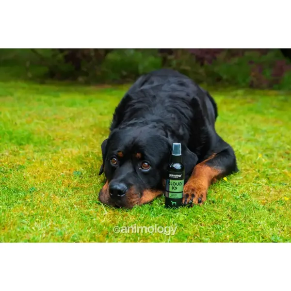 Animology Cloud K9
