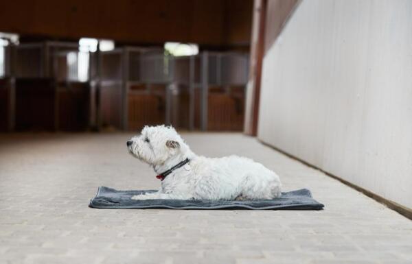 CATAGO Quick Dry hundehåndklæde