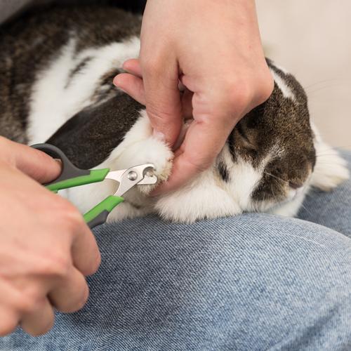 Neglesaks til smådyr