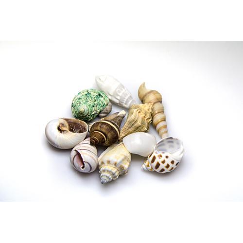 Sneglehuse til akvarie