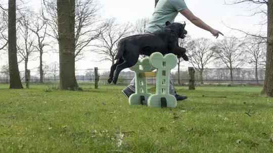 Hunde Agility sæt