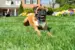 PetSafe® Spray Trainer