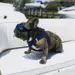 K9 Sport Shades – Beskyttelsesbriller