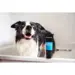 Animology Hair Of The Dog