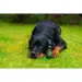 Animology Cloud K9