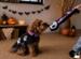 Halloween Flagermus