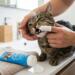 Tandpasta til Hunde og Katte