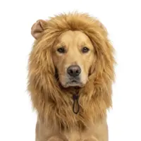Løvemanke til hund